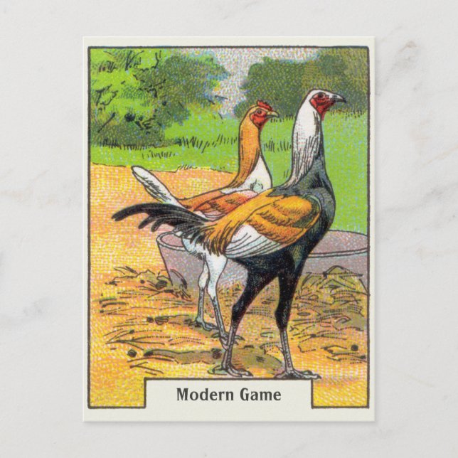 Carte Postale Vintage moderne Jeu poulet (Devant)