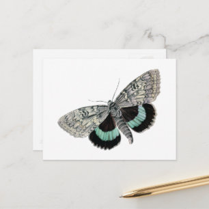 Carte Postale Vintage Moth Blue et Black Wings Dessin antique