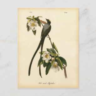 Carte Postale Vintage Moucherolle Floral Magnolia