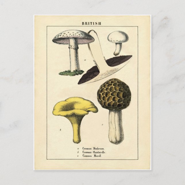 Carte Postale Vintage Mushroom Botanical Print (Devant)
