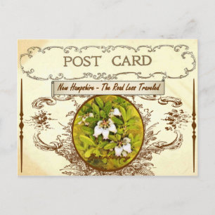 Carte postale vintage New Hampshire State Flower