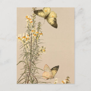 Carte Postale Vintage noir blanc papillon jaune blanc floral