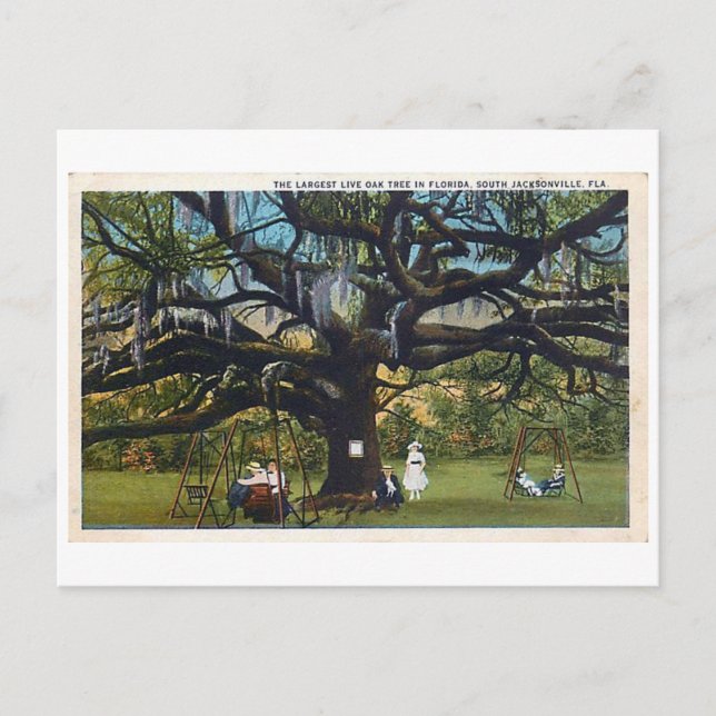 Carte postale vintage Oak Jacksonville Florida (Devant)