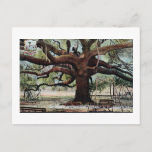 Carte postale vintage Oak Jacksonville Florida