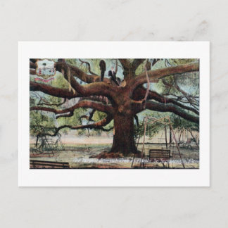 Carte postale vintage Oak Jacksonville Florida