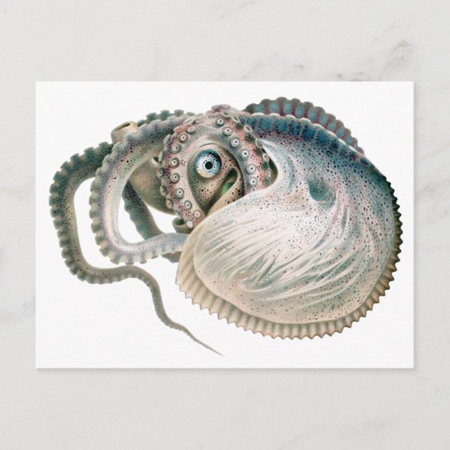 Carte Postale Vintage Octopus Argonaut, Marine Life Animaux (Devant)