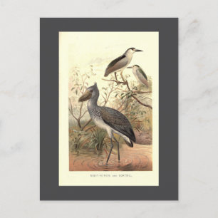 Carte Postale Vintage oiseau illustration bateau à chaussure bil