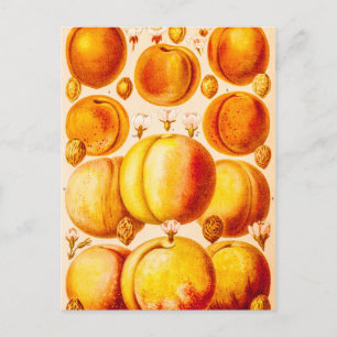 Carte Postale Vintage Peaches Apricots Antique Peach Apricot