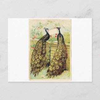 Carte Postale Vintage Peacocks