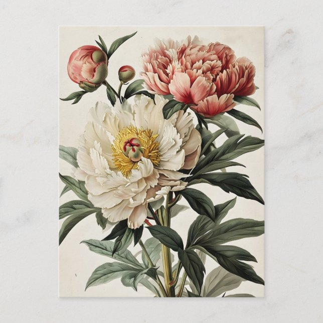 Carte Postale Vintage Peonies (Devant)