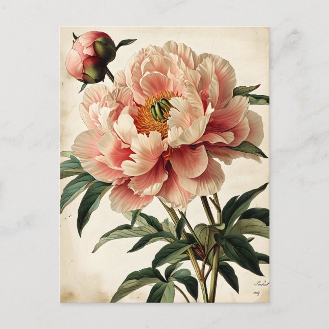 Carte Postale Vintage Peonies (Devant)