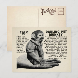 Carte postale vintage Pet Monkey Mail