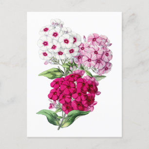 Carte postale Vintage Phlox