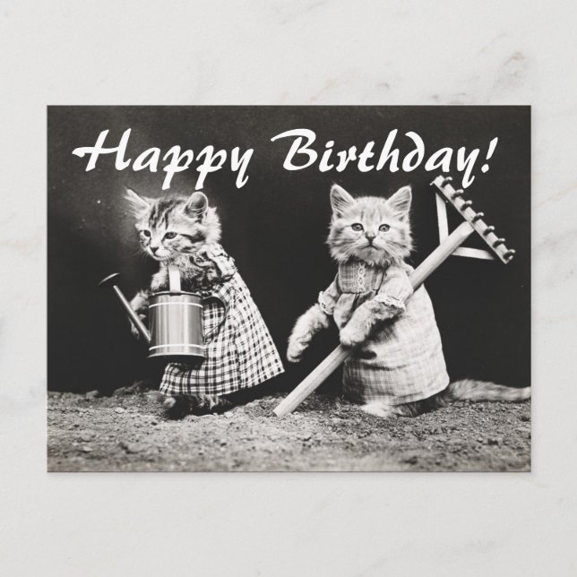 Carte postale vintage Photo Two Cats Gardens (Devant)