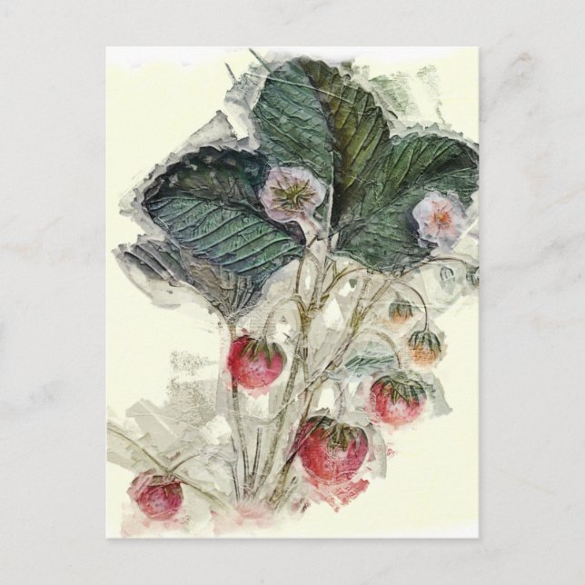 Carte Postale Vintage Plante et fleurs de fraises (Devant)