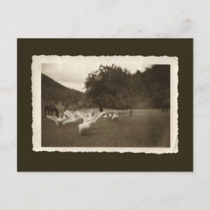 Carte Postale Vintage postcard - geese and horses