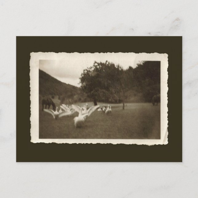 Carte Postale Vintage postcard - geese and horses (Devant)