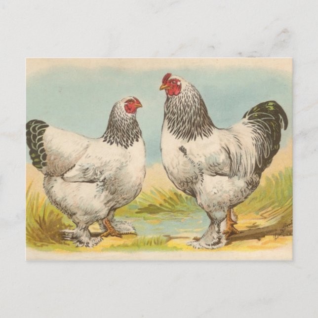 Carte postale vintage "Poulets Brahama Lumière" (Devant)