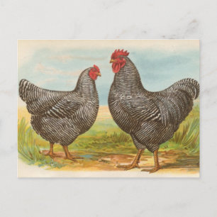 Carte postale vintage "Poulets de Roche Plymouth B