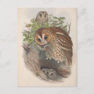 Carte postale vintage pour oiseaux de Chouette Bro