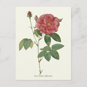 Carte Postale Vintage Red Rose Botanique