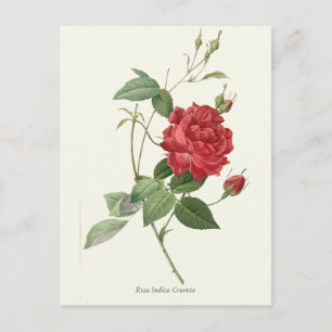 Carte Postale Vintage Red Rose Botanique