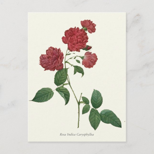 Carte Postale Vintage Red Roses Botanique Imprimer (Devant)