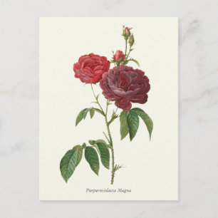 Carte Postale Vintage Red Roses Botanique Imprimer
