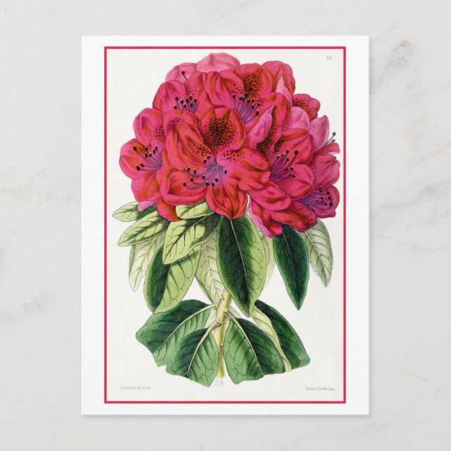 Carte postale Vintage Rhododendron rouge (Devant)