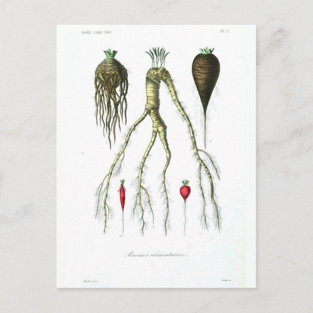 Carte Postale Vintage Root Vegetables Botanical Print (Devant)