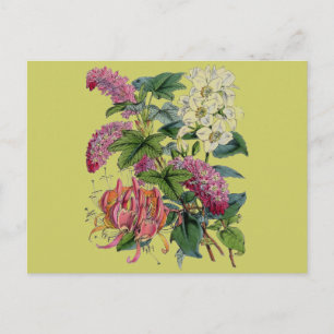 Carte Postale Vintage rose blanc victorien Flore Botanique Impre