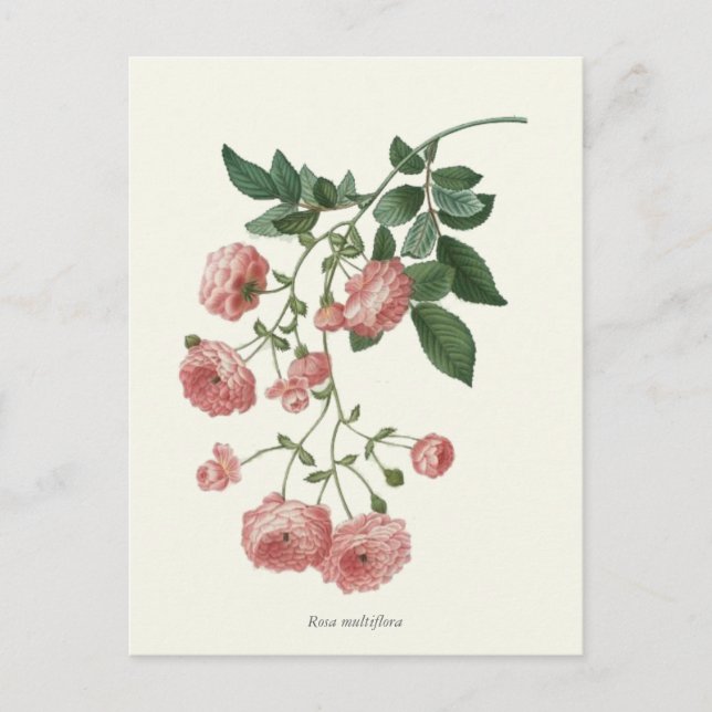 Carte Postale Vintage Rose Roses Botanique Imprimer (Devant)