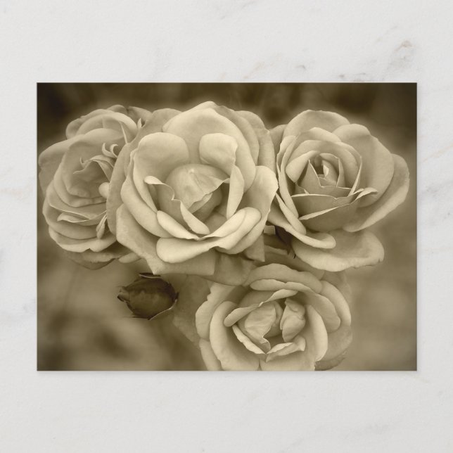 Carte Postale Vintage Roses (Devant)