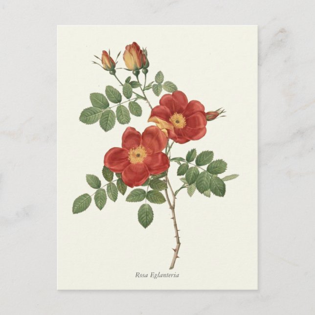 Carte Postale Vintage rouge et rose jaune imprimé (Devant)