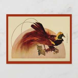 Carte Postale Vintage rouge oiseau de paradis couleur litho phot