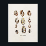 Carte Postale Vintage Sea Shells Personalized Retro Berge Shell<br><div class="desc">Matrice de Customized Modates For Vertical Postcard - Custom Post Card. Personalize with your own name, pattern, design, quota, monogram ou photographe. Use our cool templates, artwork, photographics, and illustrations, then add names, texte, quotes, and monograms to create your own post card. Click the "Customize it!" button to make it...</div>