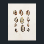 Carte Postale Vintage Sea Shells Personalized Retro Berge Shell<br><div class="desc">Matrice de Customized Modates For Vertical Postcard - Custom Post Card. Personalize with your own name, pattern, design, quota, monogram ou photographe. Use our cool templates, artwork, photographics, and illustrations, then add names, texte, quotes, and monograms to create your own post card. Click the "Customize it!" button to make it...</div>