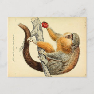 Carte postale vintage singe avec des fruits