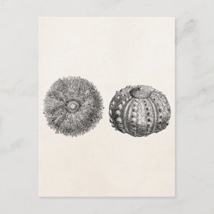 Carte Postale Vintage Spiny Sea Urchin Modèle antique