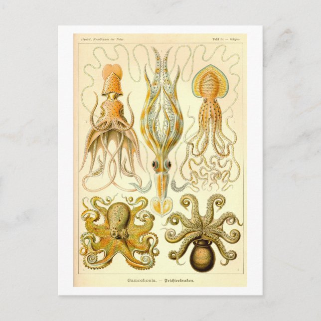Carte Postale Vintage Squid & Octopus Illustration (Devant)