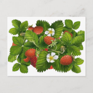 Carte Postale Vintage Strawberry Plant