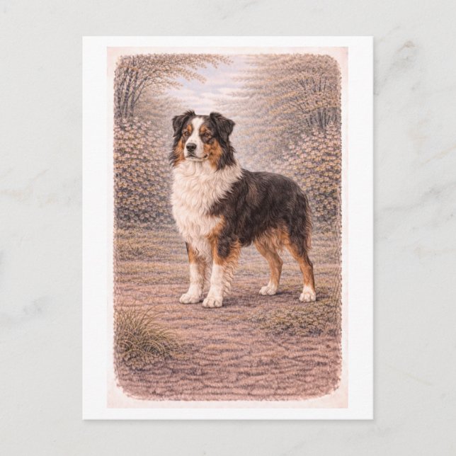 Carte Postale Vintage-Style Australian Shepherd (Devant)