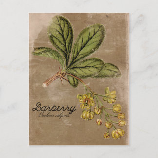 Carte Postale Vintage style Barberry Bush Plante