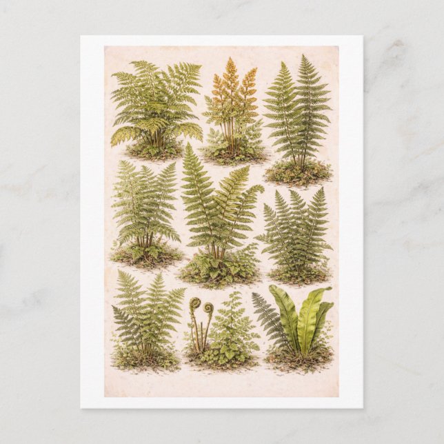 Carte Postale Vintage-Style Ferns Illustration (Devant)
