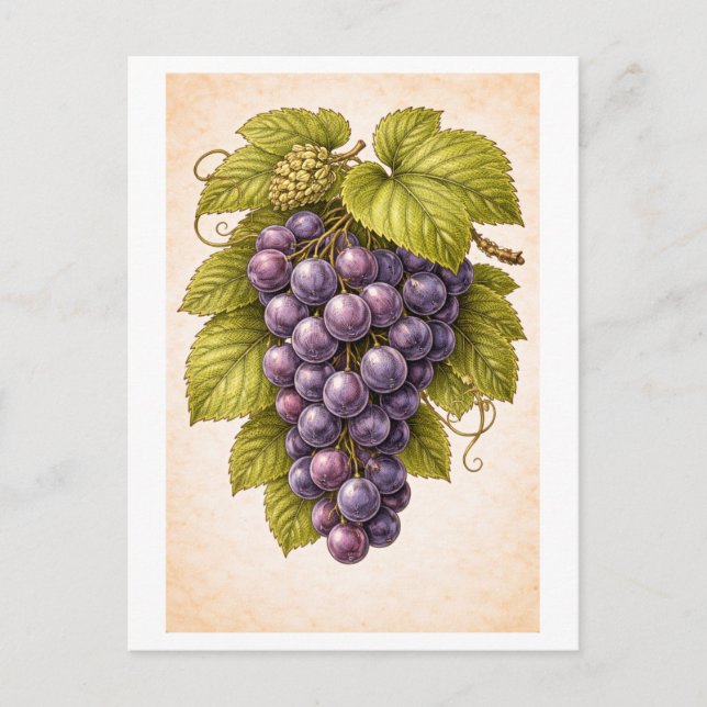 Carte Postale Vintage-Style Grapes Botanical Illustration (Devant)