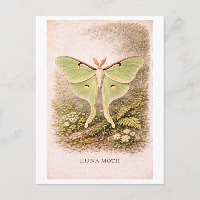 Carte Postale Vintage-Style Luna Moth Illustration (Devant)