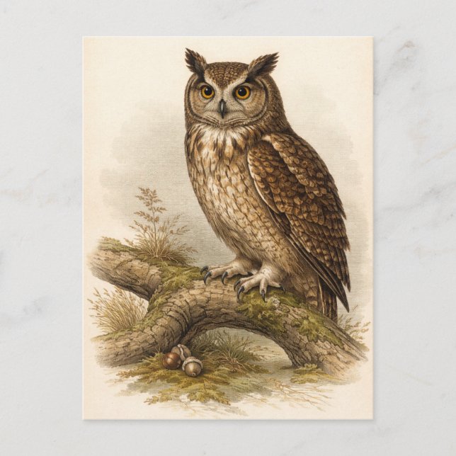 Carte Postale Vintage-Style Owl Illustration (Devant)