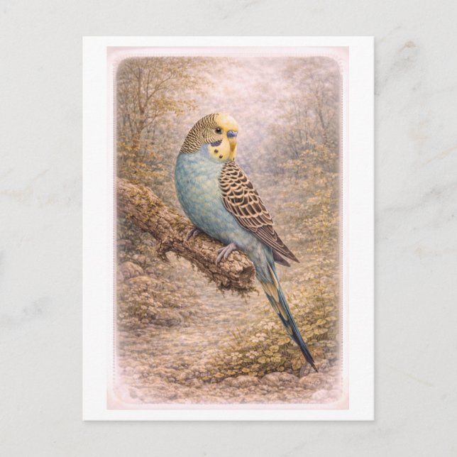 Carte Postale Vintage-Style Parakeet Illustration (Devant)
