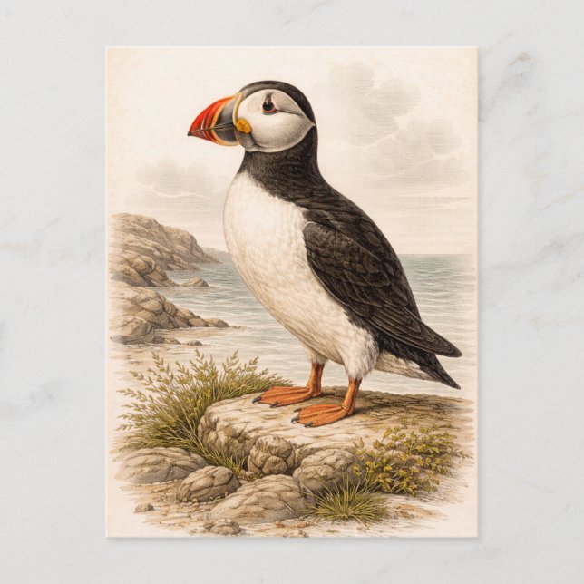 Carte Postale Vintage-Style Puffin Illustration (Devant)