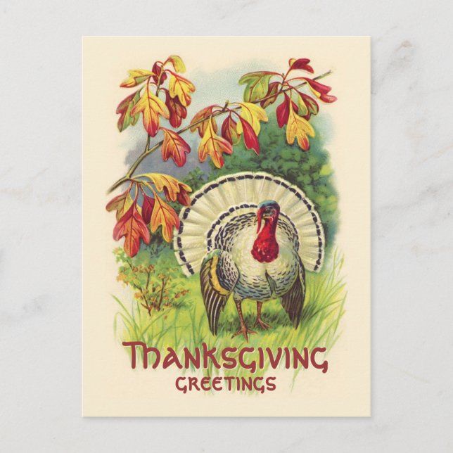 Carte postale vintage Thanksgiving Turkey (Devant)